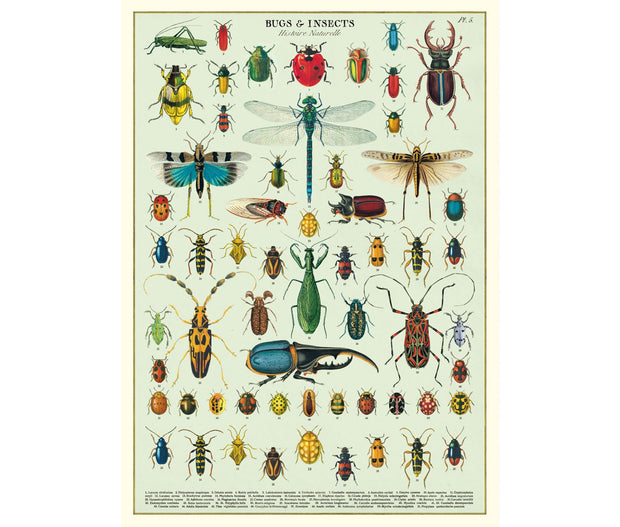 Cavallini & Co. Poster - Bugs & Insects Vintage Wall Print