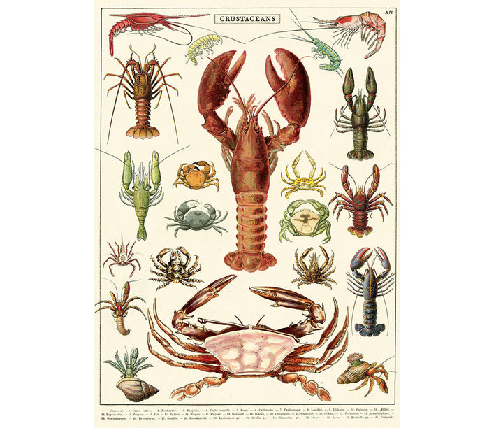 Cavallini & Co. Poster - Crustaceans Vintage Wall Print