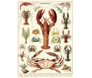 Cavallini & Co. Poster - Crustaceans Vintage Wall Print