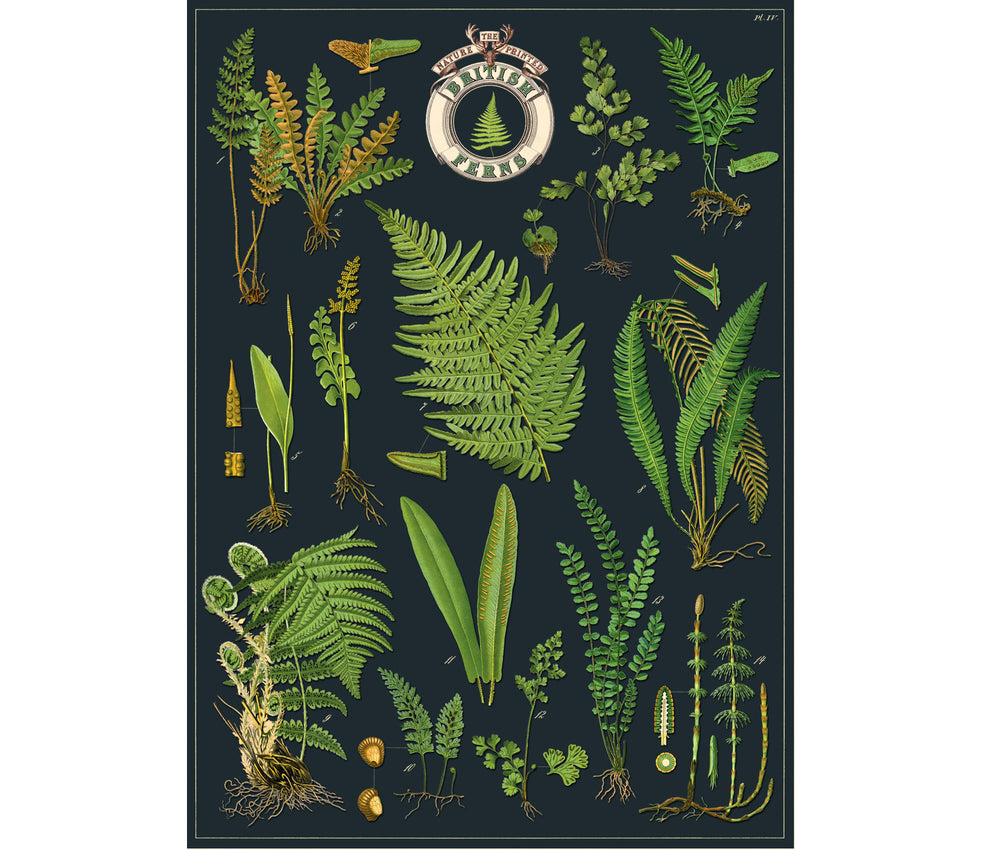 Cavallini & Co. Poster - British Ferns Vintage Wall Print