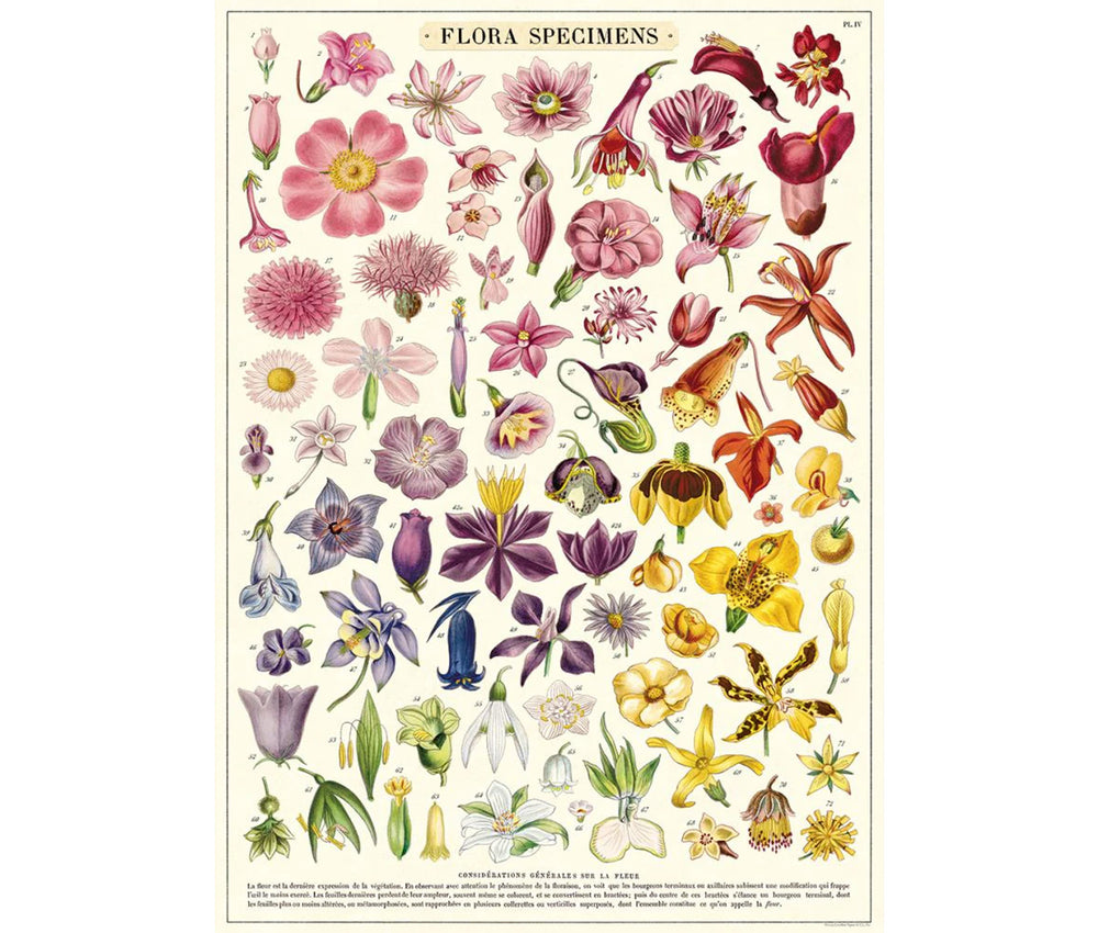 Flora Specimens Poster Cavallini &amp; Co single