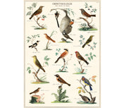 Cavallini & Co. Poster - Ornithologie Vintage Wall Print