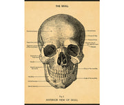 Cavallini & Co. Poster - The Skull Vintage Wall Print