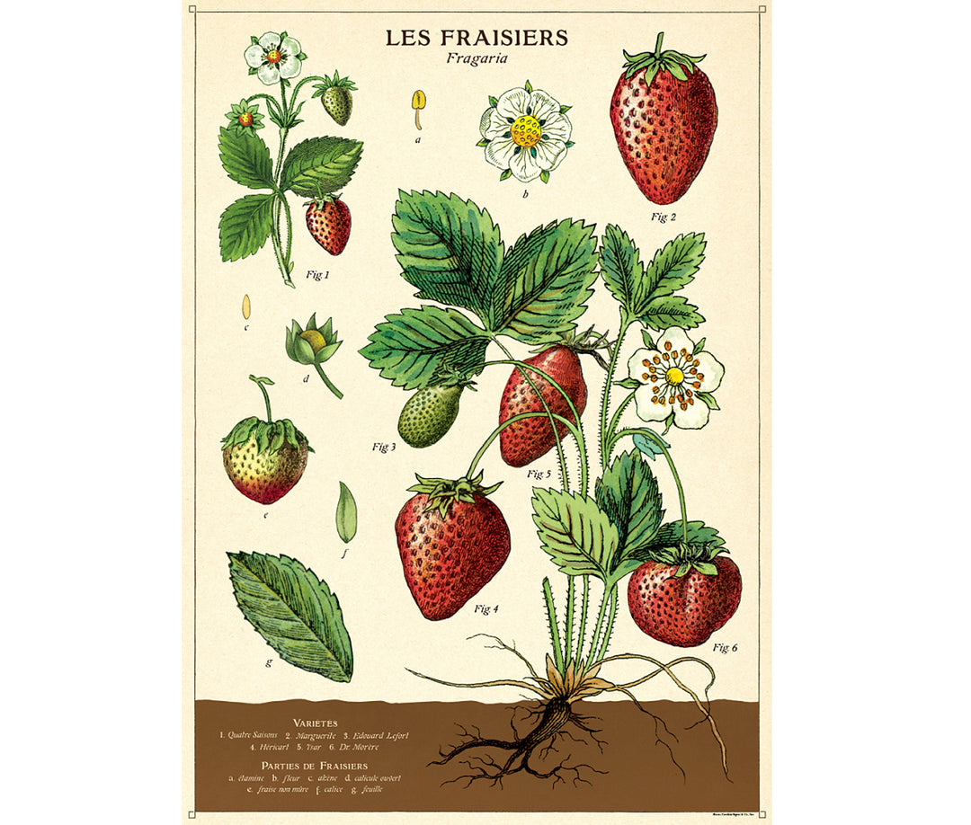 Cavallini & Co. Poster - Strawberry Vintage Wall Print