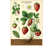 Cavallini & Co. Poster - Strawberry Vintage Wall Print