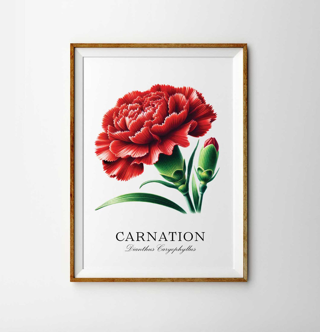 Carnation Flower Botany Hand Drawn Illustration Print