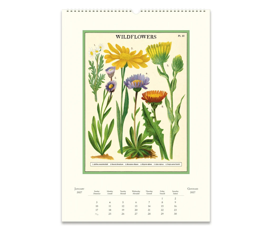 Inside Page of Cavallini Wildflowers 2027 wall calendar showing the month of January