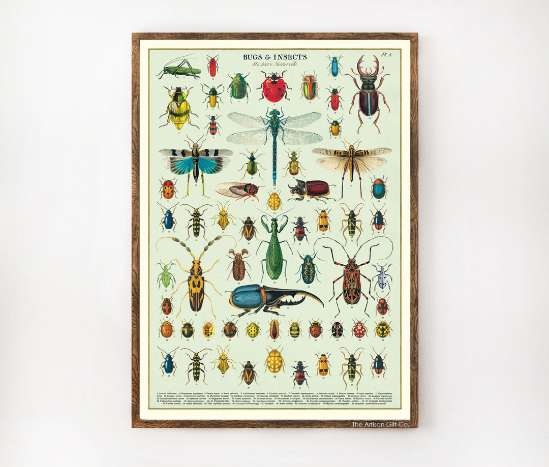 Cavallini & Co. Poster - Bugs & Insects Vintage Wall Print