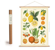 Cavallini & Co. Poster - Citrus Vintage Wall Print Framing Kit