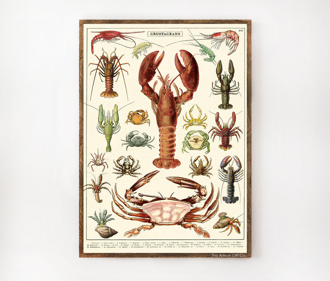 Cavallini & Co. Poster - Crustaceans Vintage Wall Print Framed