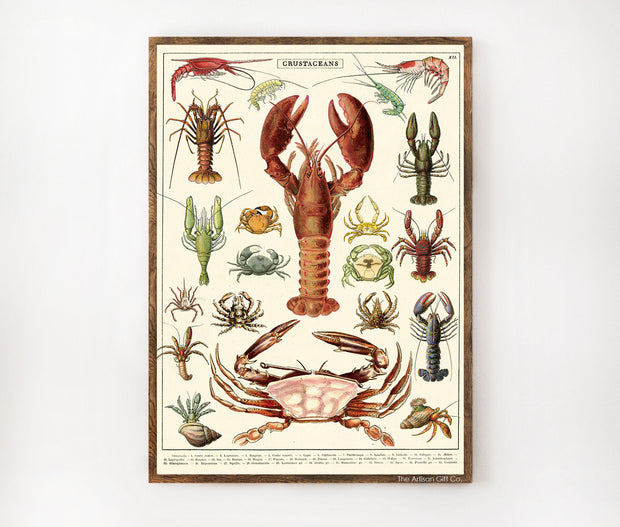 Cavallini & Co. Poster - Crustaceans Vintage Wall Print Framed