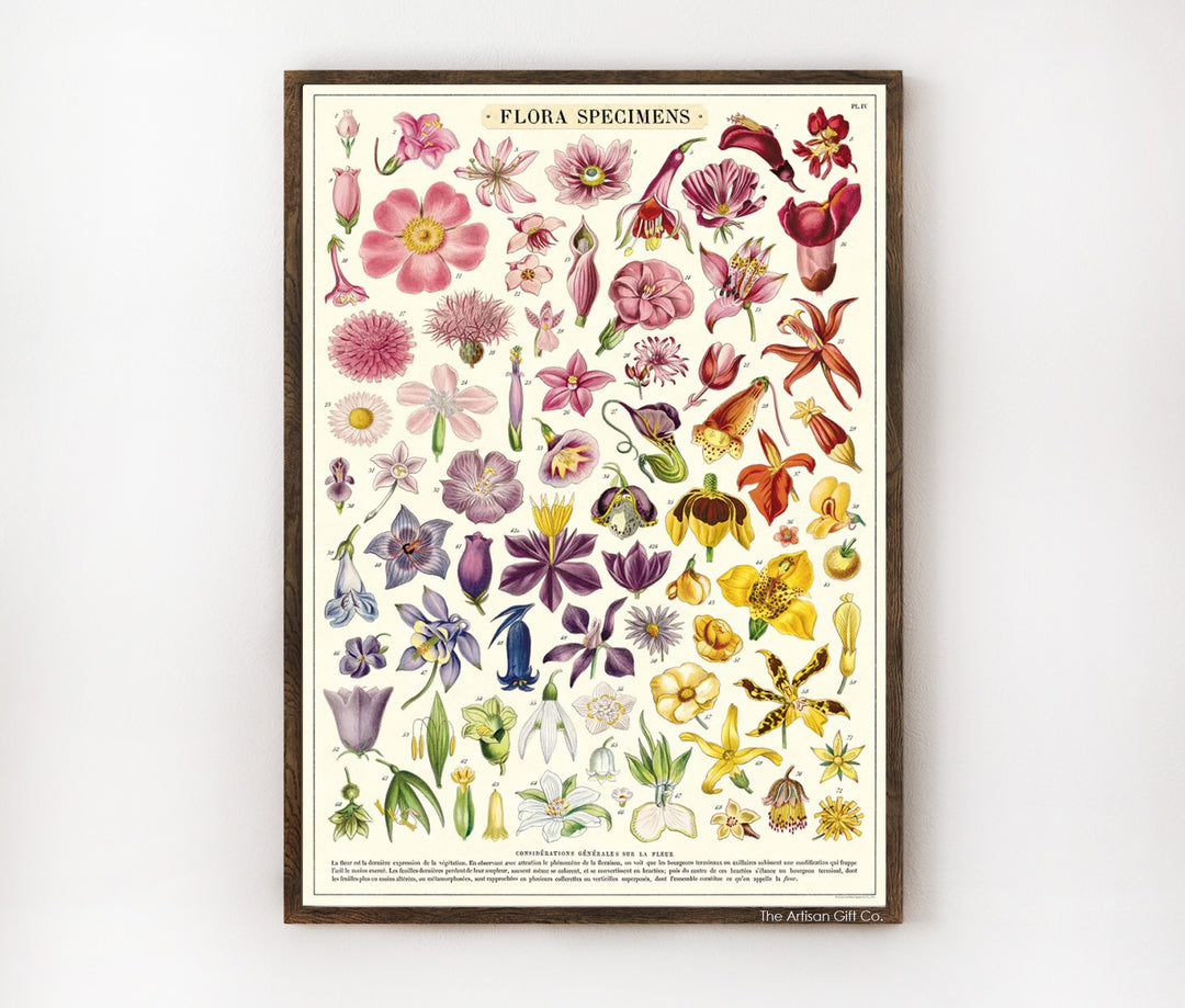 Flora Specimens Poster Cavallini &amp; Co