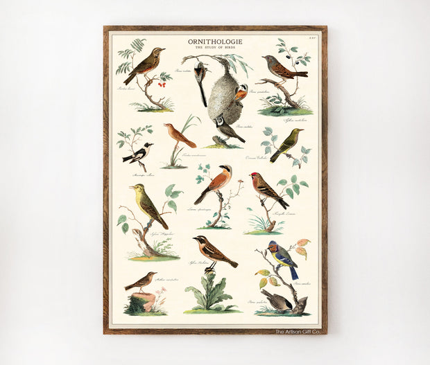 Cavallini & Co. Poster - Ornithologie Vintage Wall Print Lifestyle