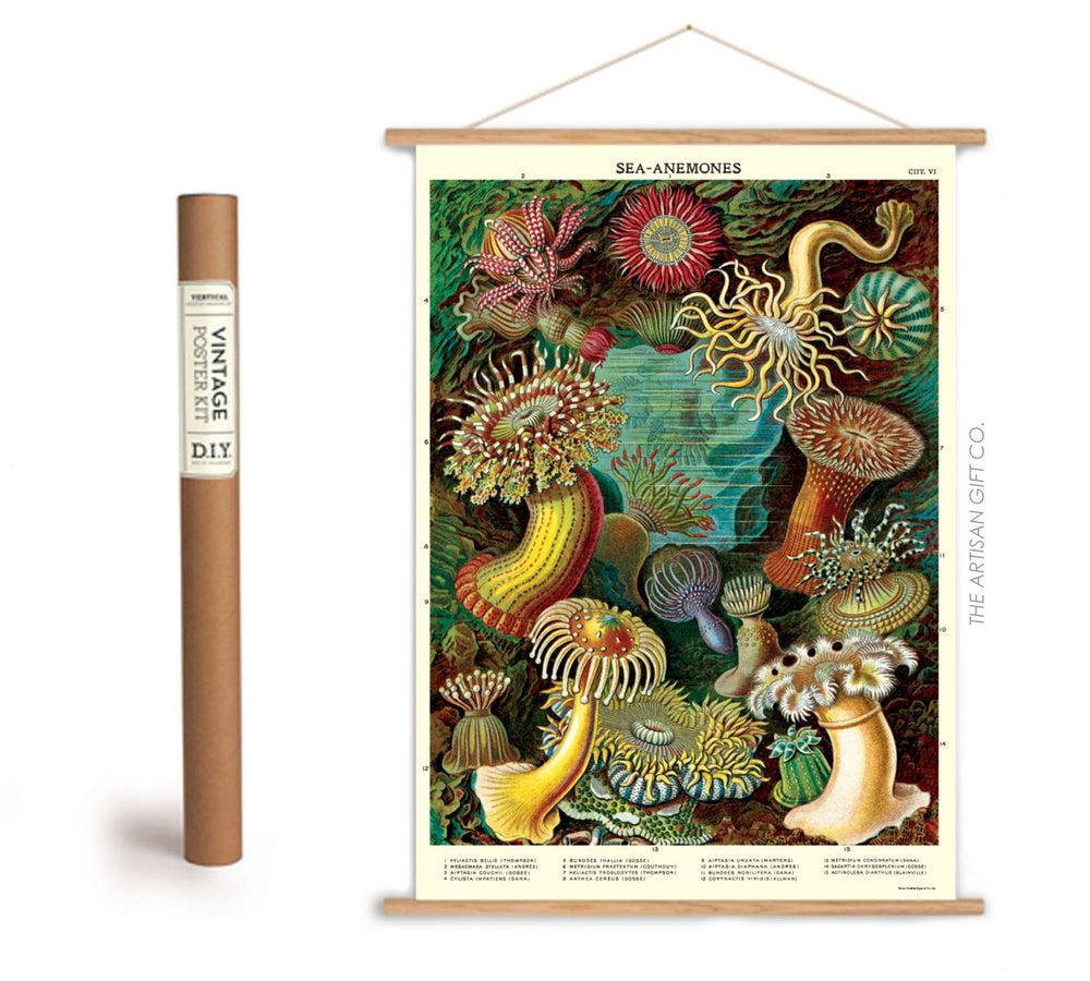 Cavallini & Co. Poster - Sea Anemones Vintage Wall Print Framing Kit