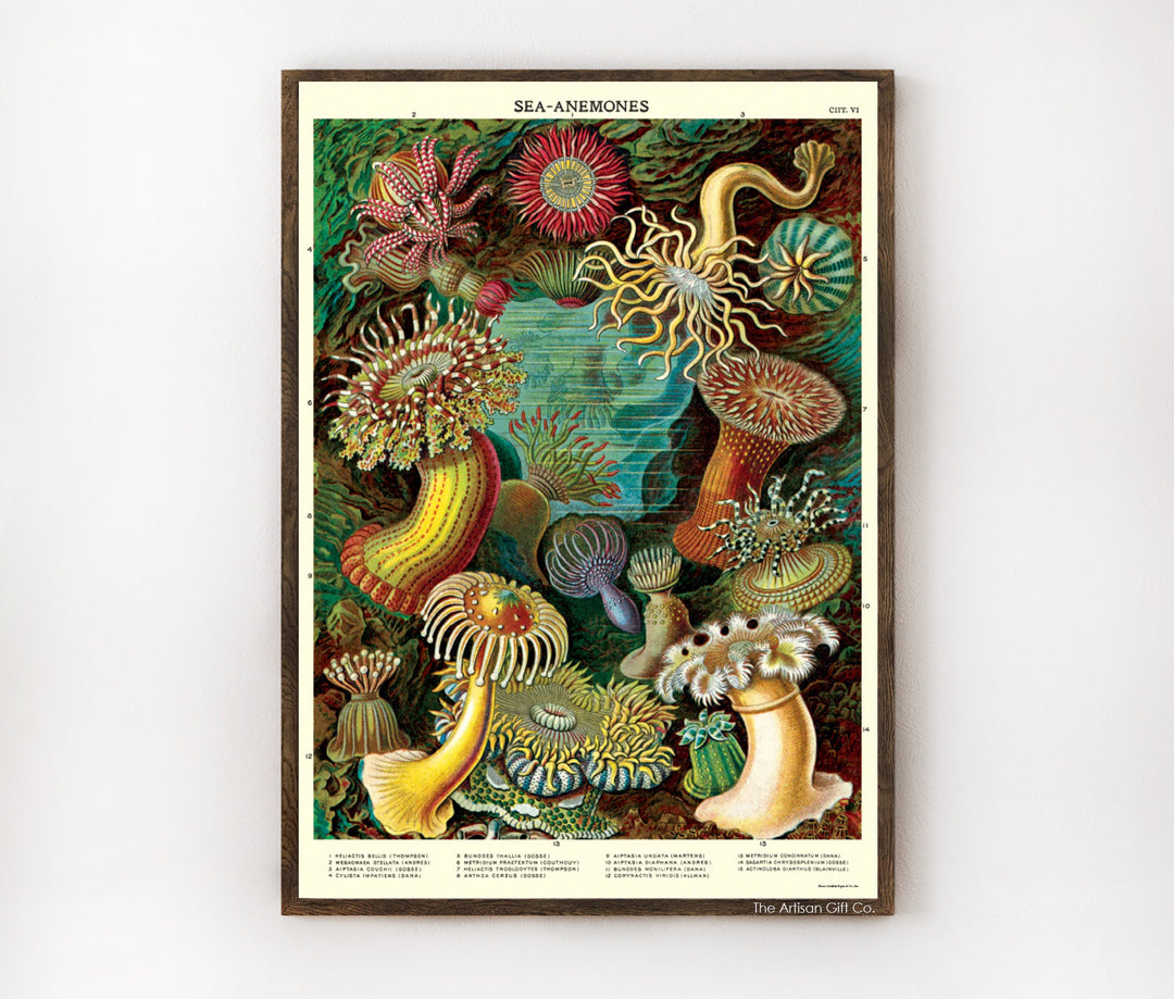 Cavallini & Co. Poster - Sea Anemones Vintage Wall Print
