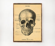 Cavallini & Co. Poster - The Skull Vintage Wall Print