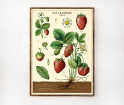 Cavallini & Co. Poster - Strawberry Vintage Wall Print Lifestyle