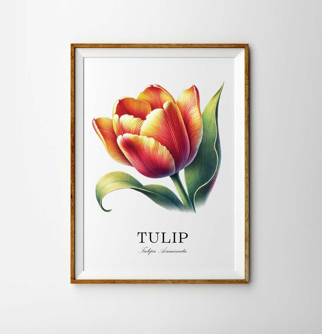 Tulip Flower Botany Hand Drawn Illustration Print