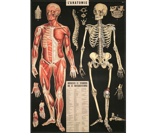 Cavallini & Co. Poster - L’Anatomie Vintage Wall Print