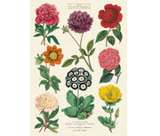 Cavallini & Co. Poster - Botanica 2 Vintage Wall Print
