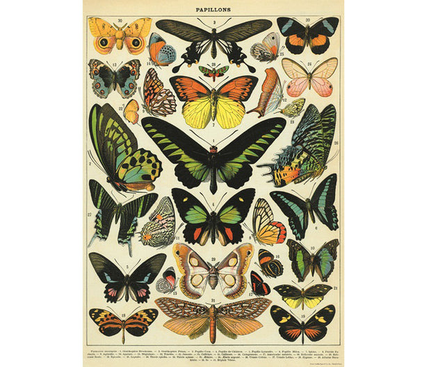 Cavallini & Co. Poster - Butterflies Vintage Wall Print