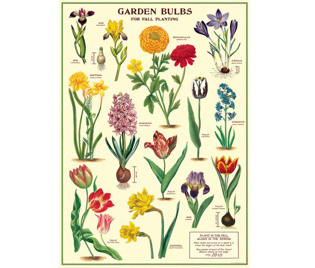 Cavallini Garden Bulbs Print
