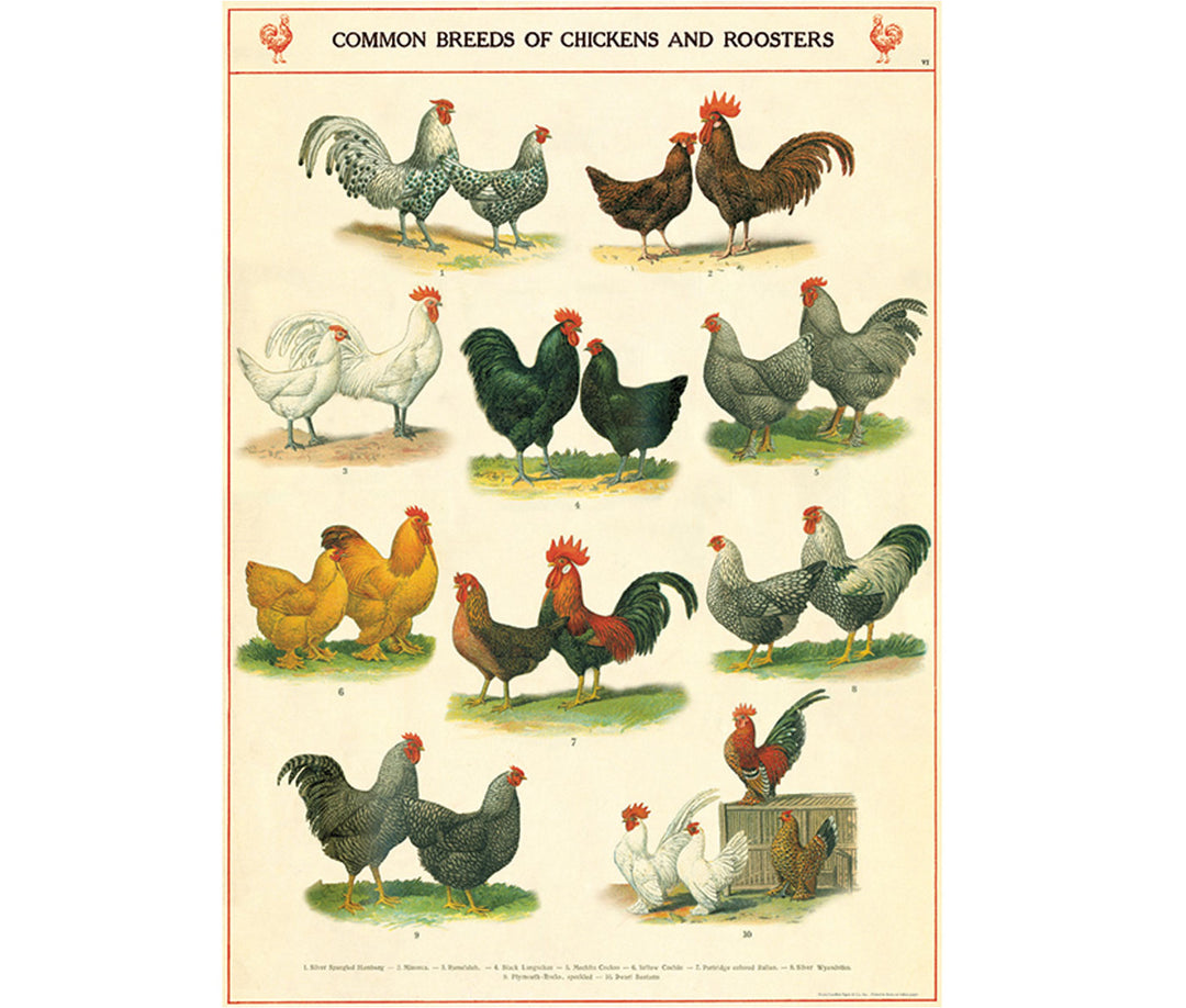 Cavallini Chickens Roosters Print