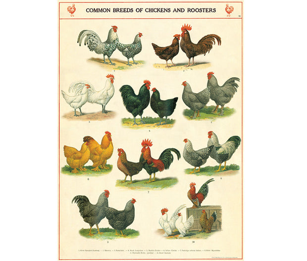 Cavallini Chickens Roosters Print