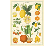 Cavallini & Co. Poster - Citrus Vintage Wall Print