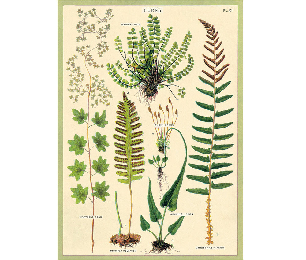 Cavallini Ferns Print