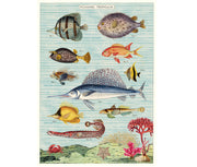 Cavallini & Co. Poster - Tropical Fish Vintage Wall Print