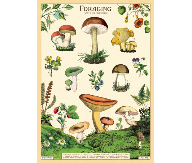 Cavallini Foraging Mushrooms Print
