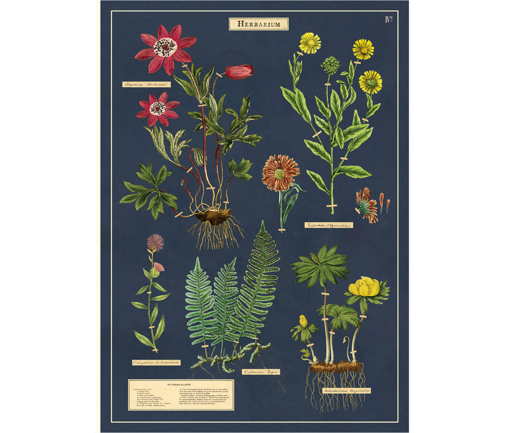 Cavallini Herbarium Print