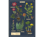 Cavallini Herbarium Print