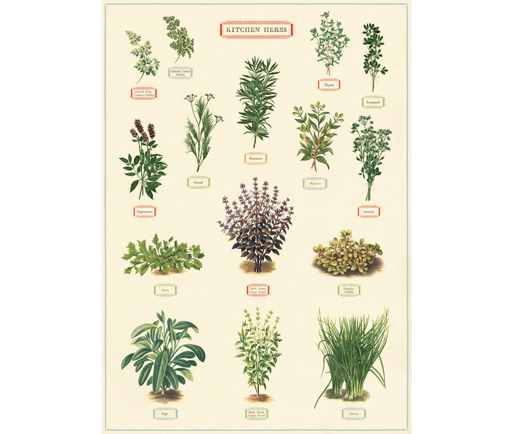 Cavallini & Co. Poster - Kitchen Herbs Vintage Wall Print