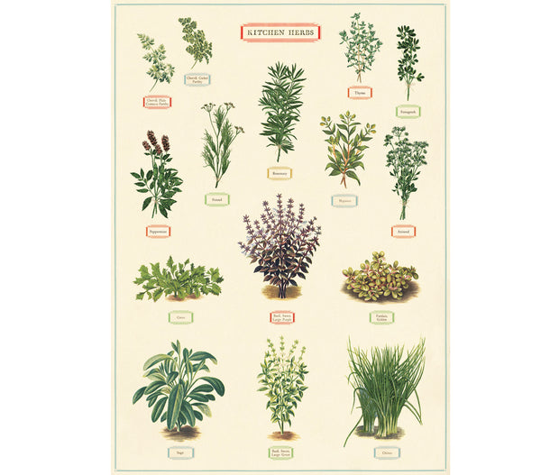 Cavallini & Co. Poster - Kitchen Herbs Vintage Wall Print