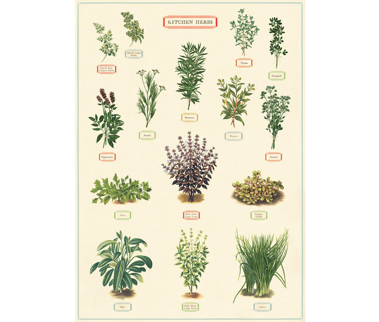 Cavallini & Co. Poster - Kitchen Herbs Vintage Wall Print