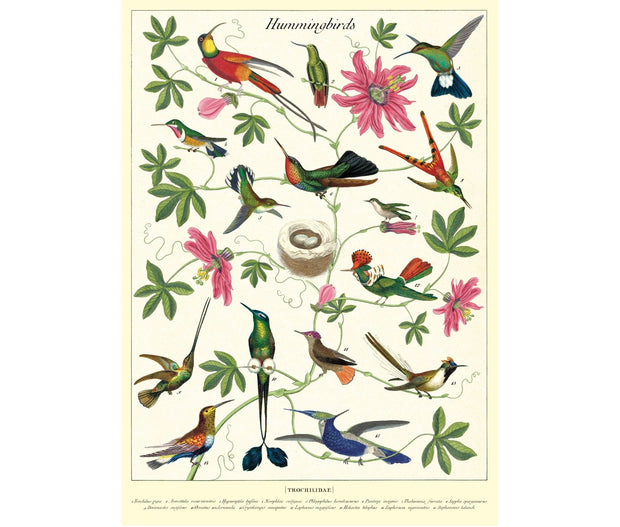 Cavallini Hummingbirds Print