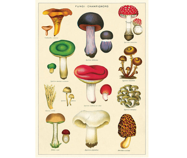 Cavallini & Co. Poster - Mushrooms 2 Vintage Wall Print