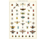Cavallini & Co. Poster - Natural History Insects Vintage Wall Print