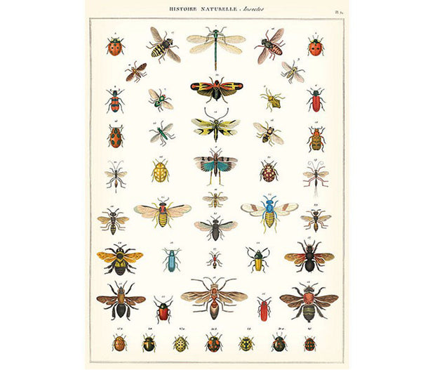 Cavallini & Co. Poster - Natural History Insects Vintage Wall Print
