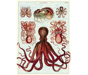 Cavallini Octopus Print