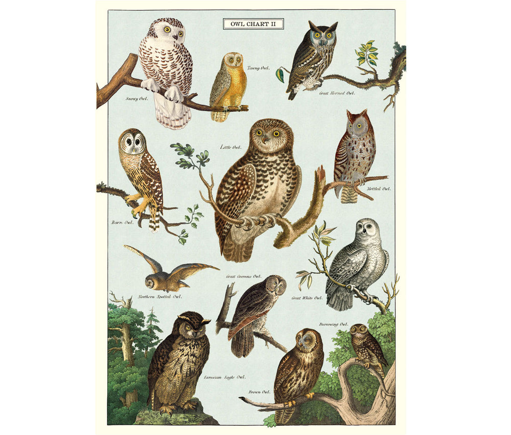 Cavallini Owl Chart Print