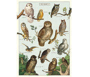 Cavallini Owl Chart Print