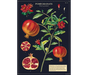 Cavallini & Co. Poster - Pomegranate Vintage Wall Print