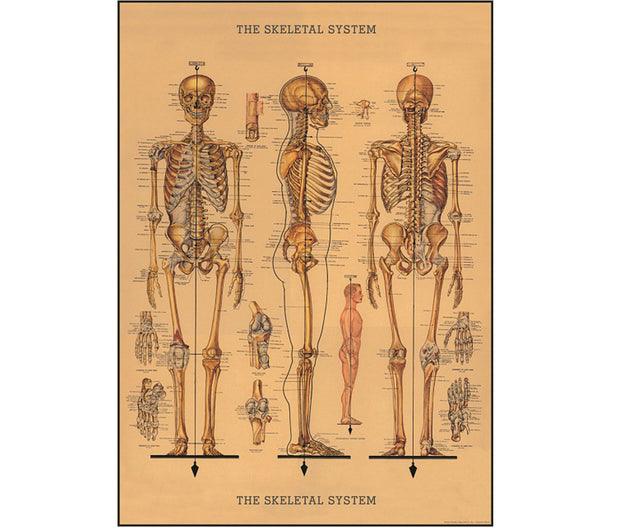 Cavallini The Skeletal System Print