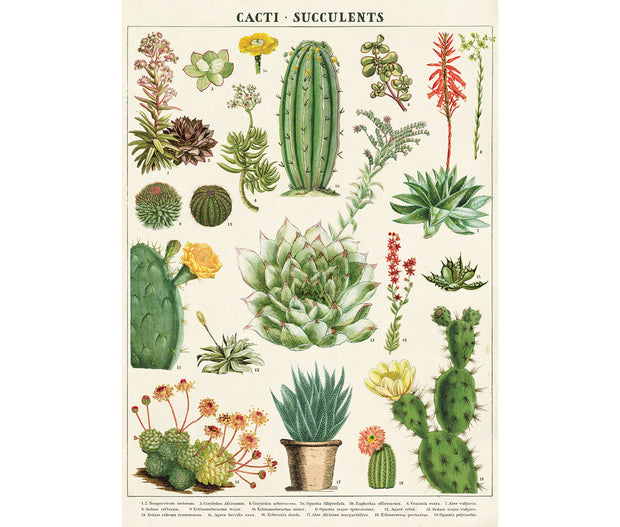 Cavallini Cactus & Succulents Print