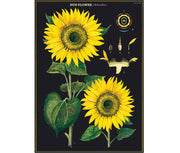 Cavallini Sunflower Print
