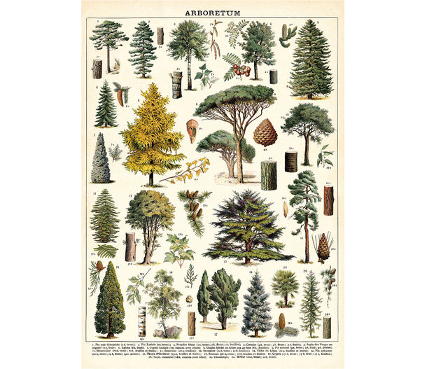 Cavallini Arboretum Print