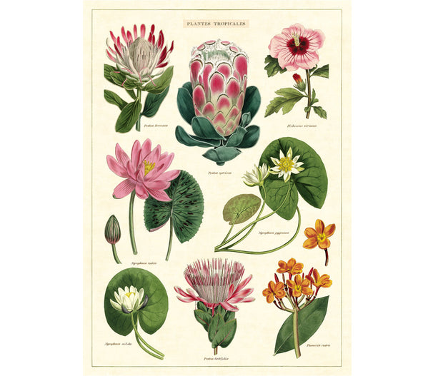 Cavallini Tropical Flowers Print